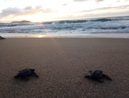 VIVE18.19.02 Sea Turtles Conservation XV/2019/Méxic