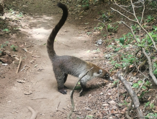 Santa Elena Cloud Forest Biological Reserve (2023)